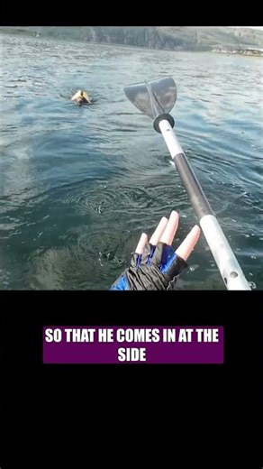 Dog overboard rescue technique #dogs #paddleboard #travel