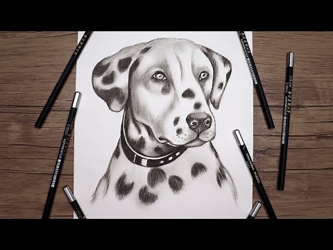 How To Draw a Realistic Dalmatian Step by Step!