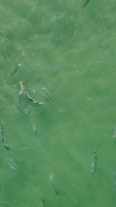 75K views · 1.3K reactions | When’s the last time you brought flotant on a flat skiff? We knew permit were picky eaters, but this video takes the whole concept of how fish make eating decisions to an entirely different level. #Permit #FloatingCrab #CrabHatch #SaltwaterHatch Video: Lubin Pfeiffer W/ Casey Pfeiffer Manic Tackle Project #FishItWell #SimmsFishing #FlyFishing #Fishing #PermitFishing #Hatch #Crab #CrabPattern #FishBehavoir #CrabHatch | Simms Fishing Products | Facebook