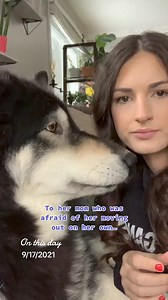 Brb crying #dog #talkingdog #alaskanmalamute #onthisday | Krispyk9