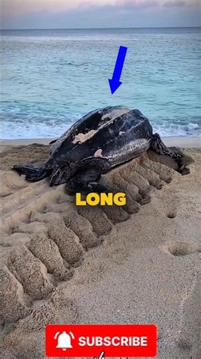 This Turtle Shouldn't Be This Big 😳🐢 #nature #wildlife
