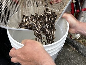 How do you save 2,000 juvenile salmon in dry Langley riverbed? With some help, of course