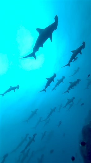 Swim with Hammers Today was another wonderful day! So many hammerheads showed up! Such a lovely, lovely encounter. Even though it's November, it felt like a summer weekend. Tomorrow's diving is canceled due to rough seas. See you next time on Tuesday! #Scubadiving #Japan diving #hammerheadshark #mikomoto Islands Location Shizuoka,JAPAN | 神子元ハンマーズ