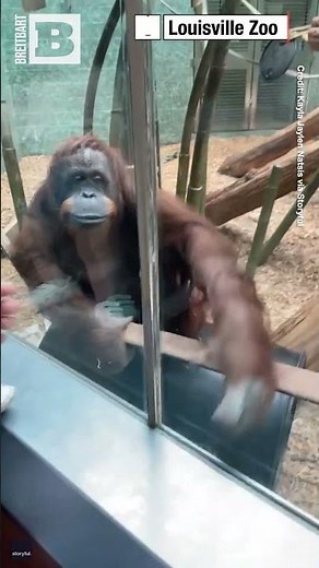 AWWWW — Orangutan Fascinated with Zoogoer’s Baby After "Asking" to See It