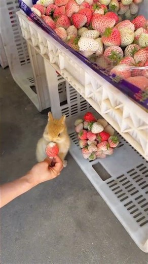 OMG! 😍 Bunny Eating Cherry 🍒🐰 #Shorts