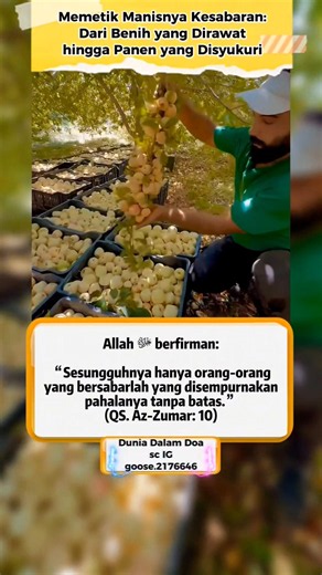 Reaping the Sweetness of Patience: From Nurtured Seeds to a Grateful Harvest