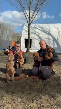 Why does that poodle stop obeying its owner? 🐶