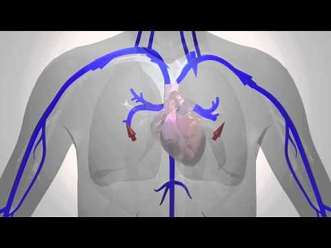 Blood Flow in the Human Body