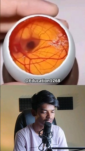 From Egg to Hatchling: The Fascinating Process of Chick Development #shorts