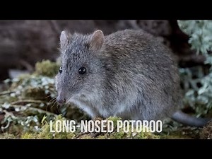 Long-nosed Potoroo - Conservation Ecology Centre - Cape Otway