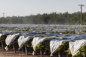 Q&A: Why California Is Banning Chlorpyrifos