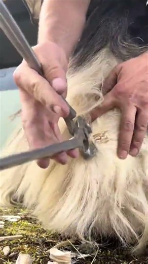 Gotta trim those ergots back Everything is growing like crazy at the