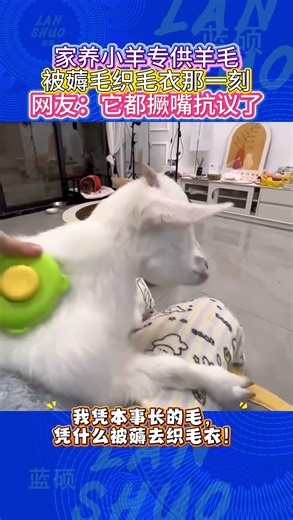 🐑家养小羊专供羊毛，被薅毛织毛衣那一刻，网友：它都撅嘴抗议了！# 萌宠搞笑日常 #家养小羊可爱瞬间 #薅羊毛搞笑名场面