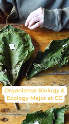 With Colorado College’s Organismal Biology and Ecology major, the world is your classroom. From hands-on fieldwork to in-depth research, students explore the natural world and the systems that shape it, while fully immersed thanks to the Block Plan. 🌱🐯 New Tigers, just one week left to submit your deposit and enrollment form before the May 1 deadline! We can’t wait to welcome you to the CC community. Watch the full video series: https://www.youtube.com/playlist?list=PLSj80O77y-W7XpVJVcoAm3h2fG