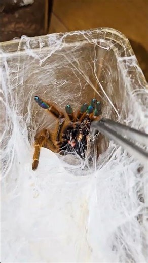 Angry #tarantula #spiders