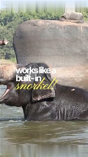 Can elephants swim? #elephants #elephantfacts #doyouknow #gentlegiants