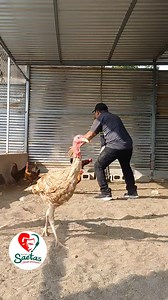 Cuando me toca agarrar las gallinas en navidad🤣🙈 | Saetas Teatro Coatepeque