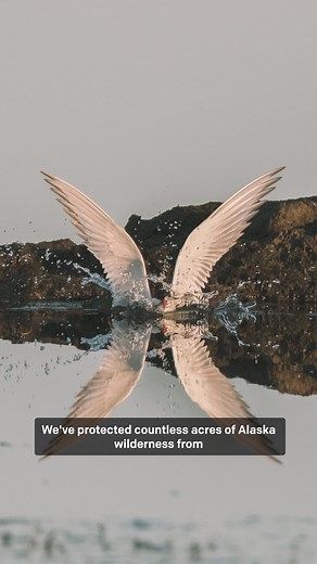 Trump’s latest attack on the Arctic will bring devastating harm to an irreplaceable landscape and the climate. Alaska's Arctic is warming 3-5 times faster than the rest of the planet, and expanded drilling will make the state’s climate crisis even worse by accelerating thawing permafrost, sea ice loss, and coastal erosion. Earthjustice has been at the forefront of protecting the Arctic for decades, and now, more than ever, we need your support. Donate today. | Earthjustice