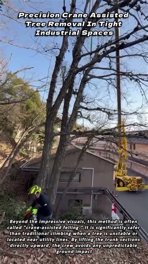 Precision Crane Assisted Tree Removal In Tight Industrial Spaces