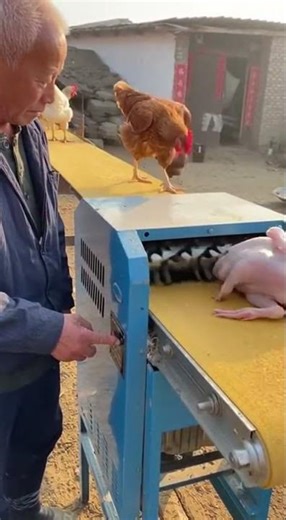The Ultimate Automatic Chicken Plucker! Save Time and Effort Fast
