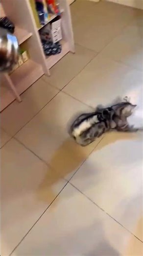 Cat Gets Fooled by the Flashlight Trick 😂🐱