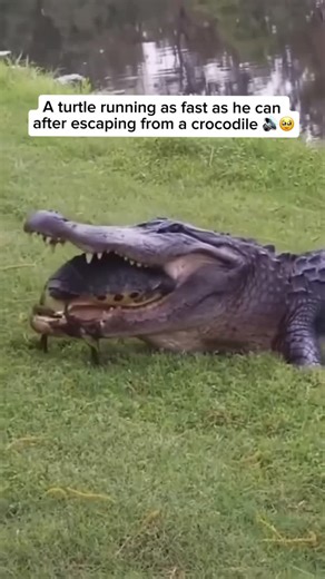 Wildlife & Animals on Instagram: "The video shows a crocodile nearly catching a turtle, but the turtle manages to slip free and run as fast as it can to escape. Although it wasn’t particularly quick, its effort and timing allowed it to get away safely. In general, turtle speed varies by species. Some, like softshell turtles, can move surprisingly fast on land, while others are much slower and rely more on their shell for protection than on speed. Credit unknown Please DM us for credit #animals #