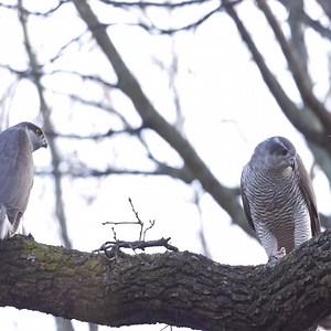 Hawk hunts down squirrel | Cuartel Artístico del Sur / CAS
