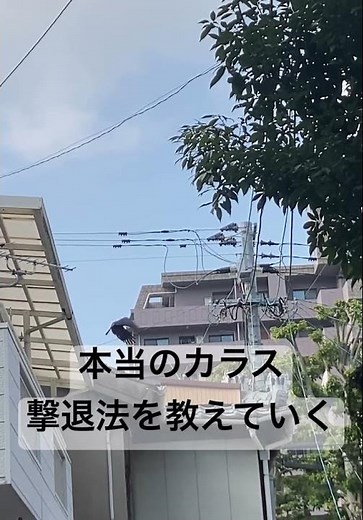 本当のカラス撃退・駆除（機械的的でない躾）方法を教えていく
