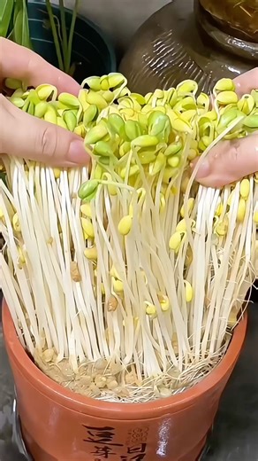 Sand-Grown Bean Sprouts? The Surprising Secret to Their Sweet Crunch