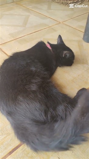 é a gata mais comilona e preguiçosa 😂😂