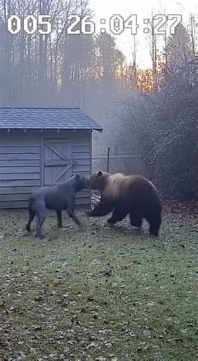Cane Corso vs Black Bear