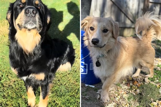 Top 6 golden retriever cross breeds from 2025 revealed