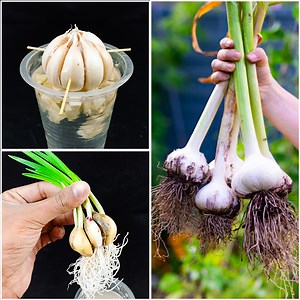 Simple way to grow garlic plant at home from garlic clove || Water propagation for planting | Rana Craft