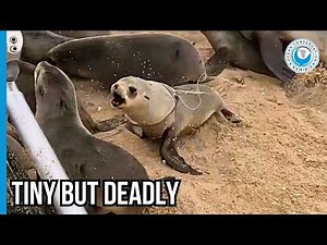 Hidden in Plain Sight: A Seal Rescue Mission