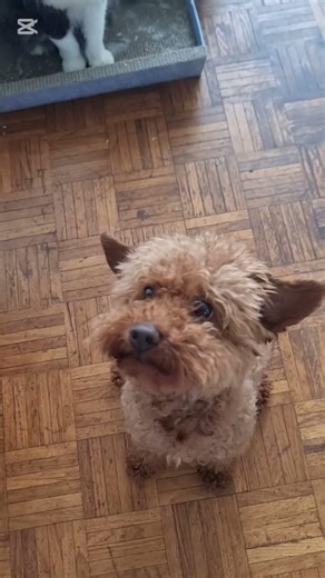 do you have a lil poodle and lil cat, the two maskuteers always hanging together #cat #toypoodle