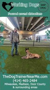 Your dog is capable of this. Better communication starts today.