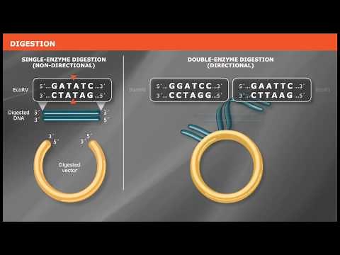 Overview of Traditional Cloning