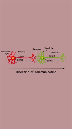 How your brain actually talks to itself! 🧠⚡| The Synapse Explained | How Neurons Send Signals . . . . . Ever wonder how a thought moves? 💭 Zoom into the synaptic cleft to see neurotransmitters in action! . . . . . #neuroscience #synapse #brainpower . . . . . Neuron structure, Synaptic cleft, Neurotransmitters, Nervous system, Biology diagram, Neuroscience basics.