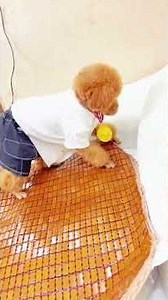 There’s a new housekeeper at home. \n#A furry pet at home #Cute Teddy #Teddy’s fur