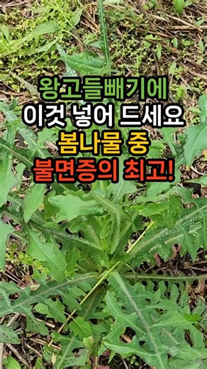 왕고들빼기에 이것 넣어 드세요! 불면증의 최고 #왕고들빼기 #불면증 #수면
