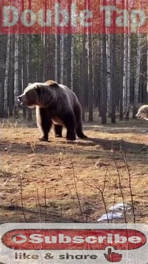 Wild Bear Fighting a Wolf! Caught on Camera 🔥 #bear, #wolf, #wildlife, #animalfight, #wildanimals