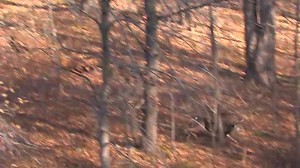 130K views · 1.8K reactions | This is what we're all waiting for. Who else is counting down the days until the rut? | Midwest Whitetail | Facebook
