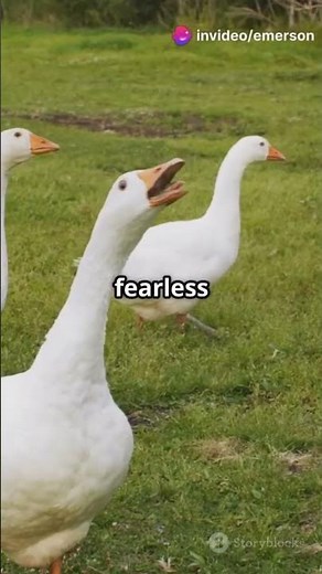 Battle of the Birds: Swan vs. Goose