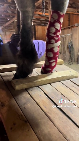 Snickers!! #showsheep #showsheepoftiktok #sheep #4h @Stock Up Supply @Sullivan Supply @weaver livestock