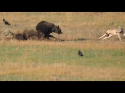 Yellowstone Grizzly Bear Fights off Wolf for Bison Kill