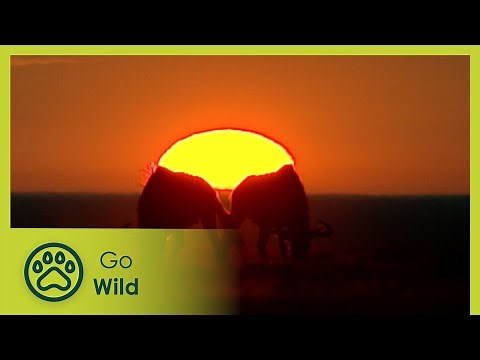 Ungulates - The Whole Story 13/13 - Go Wild
