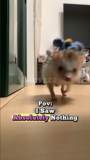 Funny Hedgehog POV 🦔 | Fast Running Spiky Friend