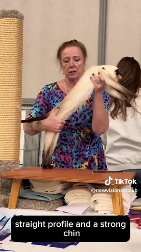 Siamese Cat Breed - Characteristics, Colors, and Eyes