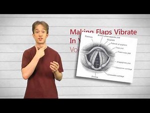 Making Flaps Vibrate In Your Throat: Voicing