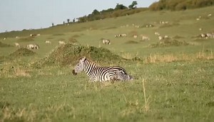 20K views · 286 reactions | New life煉❣️ . . . #zebras #zebra #foals #foal #dazzle #gamedrivesafari #wildlife #calvingseason #safari #animalbabies #birthing #newborn | Wildfriends Africa | Facebook
